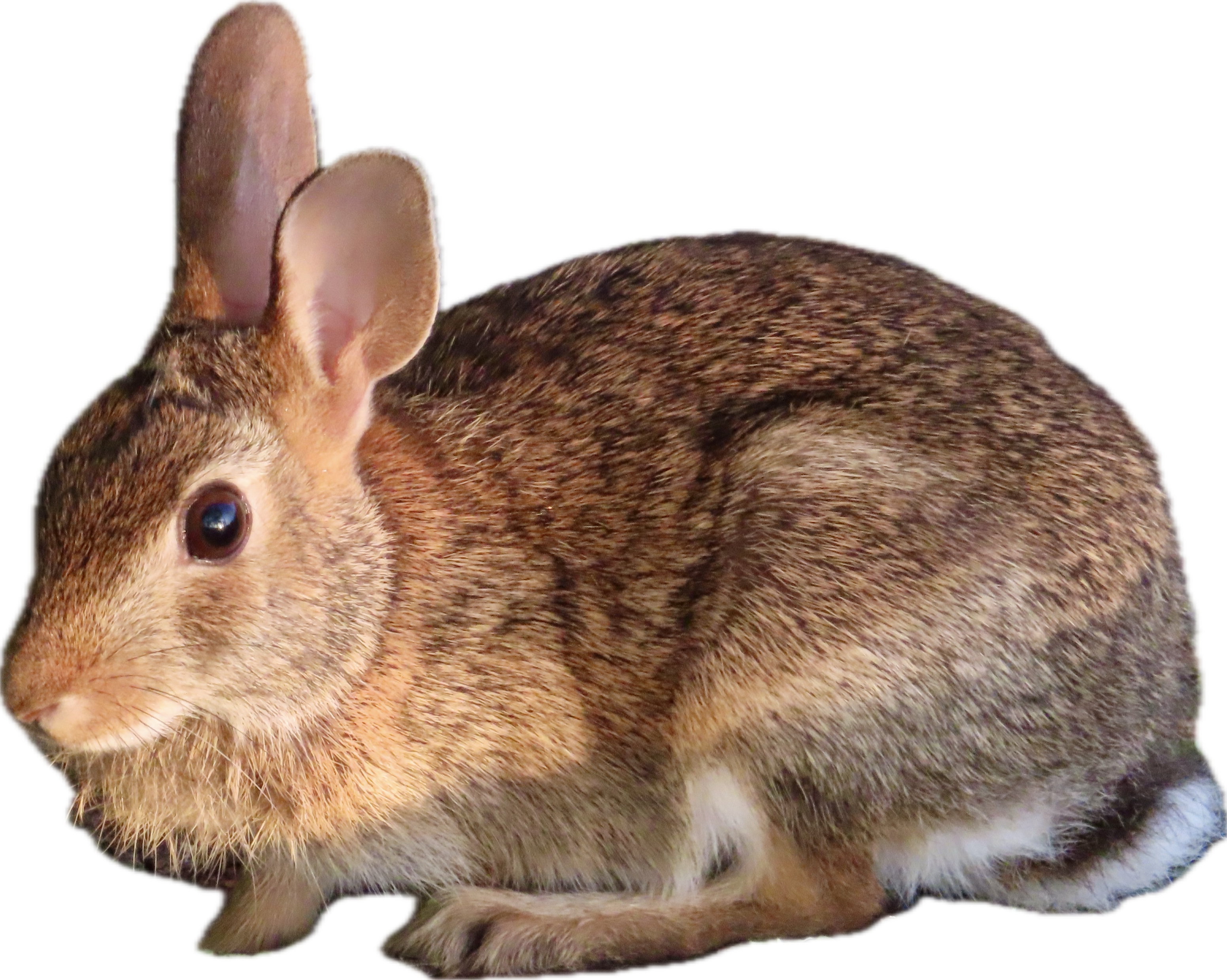 bunny