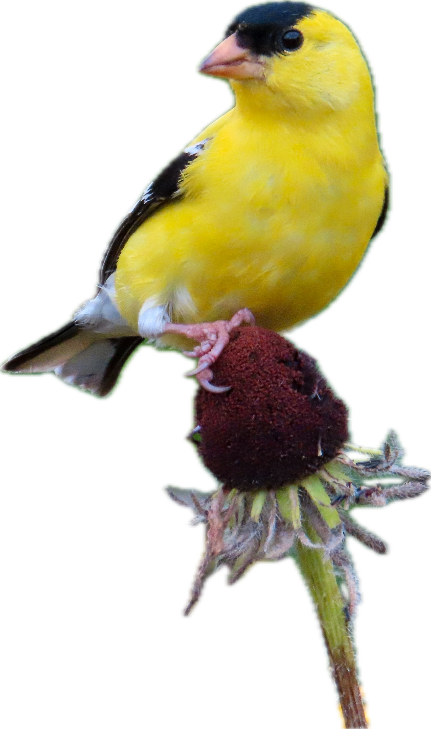 bird 2