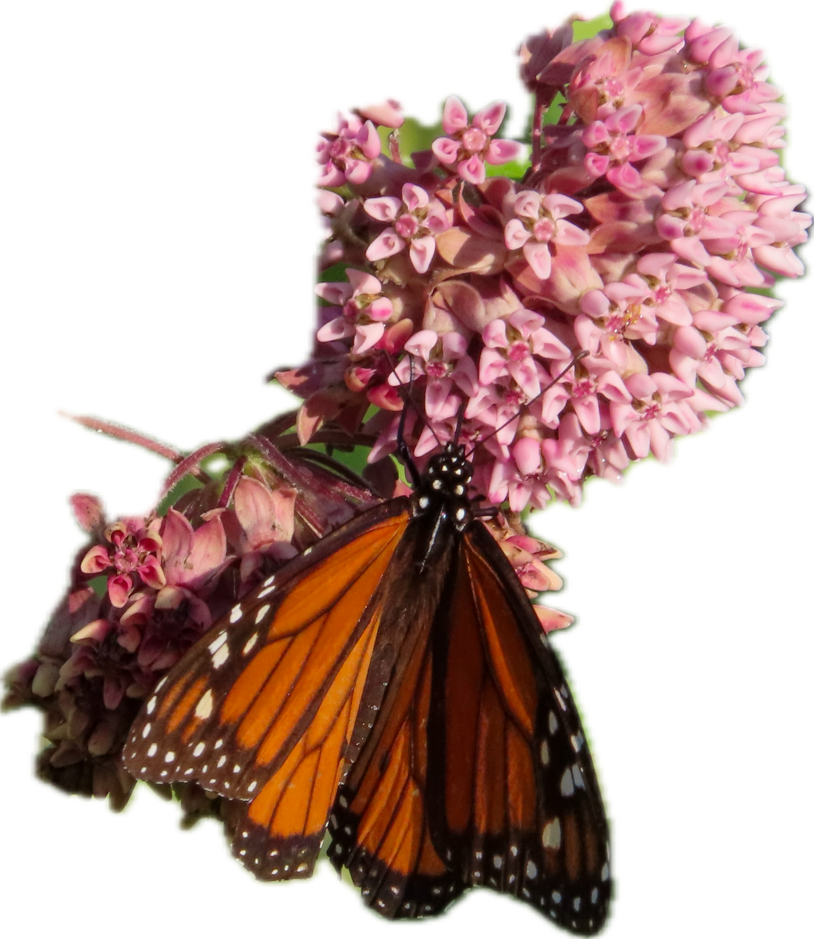 milkweed